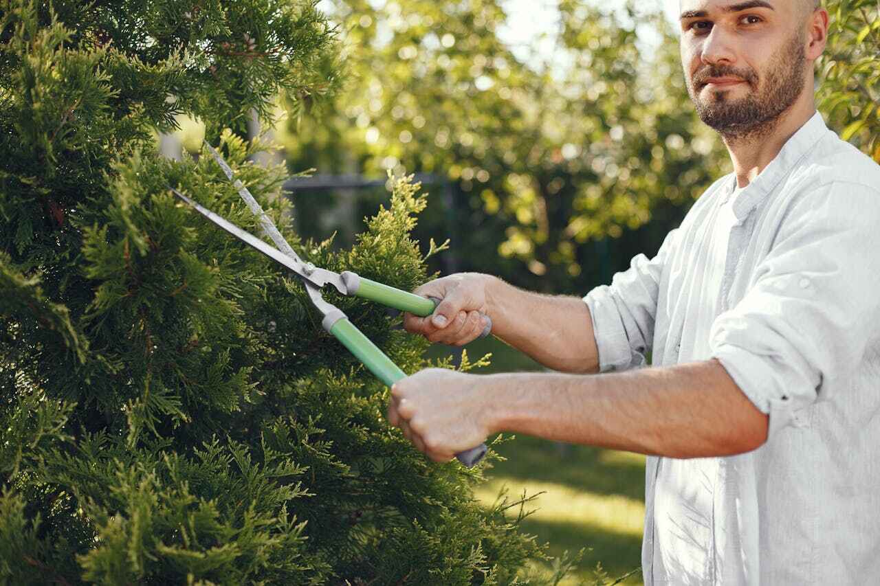 Best Affordable Tree Service  in Cherry Hills Village, CO